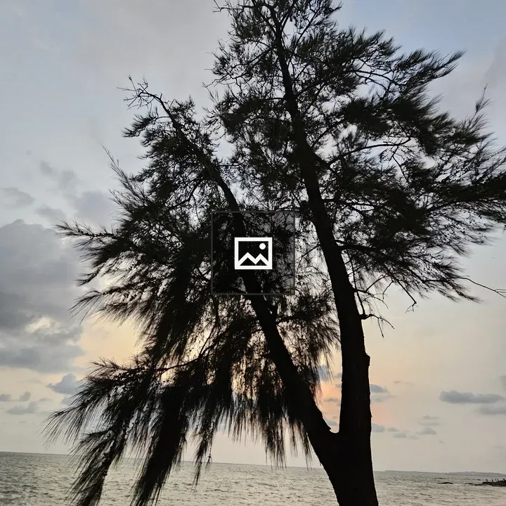 Tree silhouette at sunset over sea