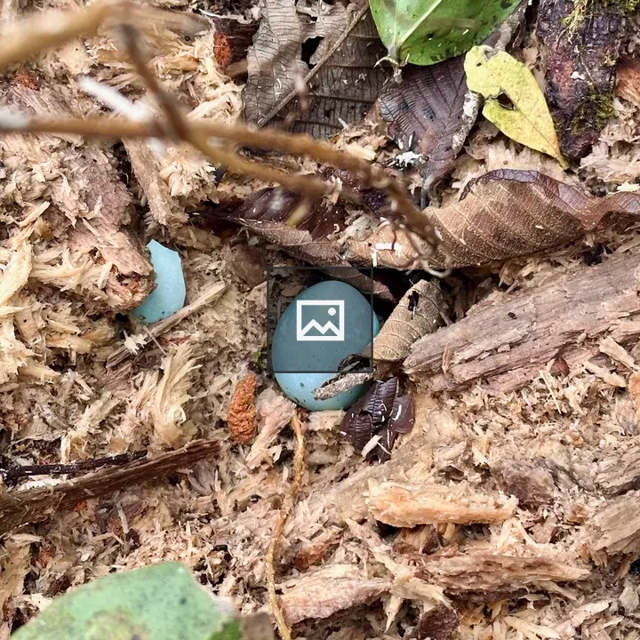 Blue egg on forest floor