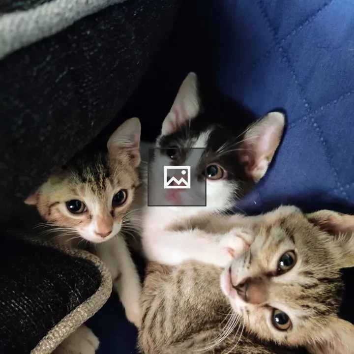 Three kittens cuddling on quilt