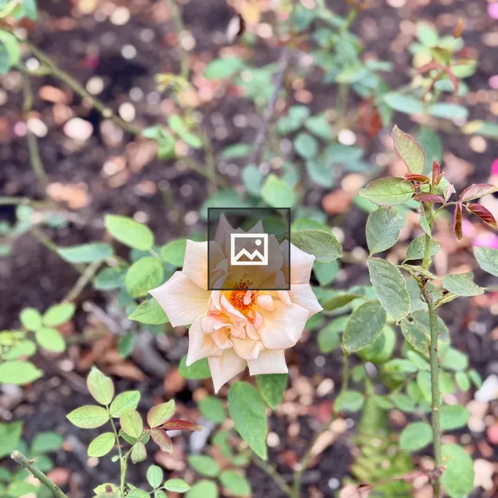 Peach Rose in Bloom