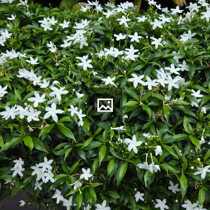 Dense green bush with white flowers