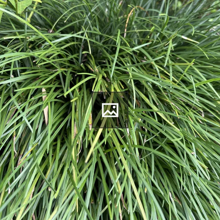 Dense grass blade cluster