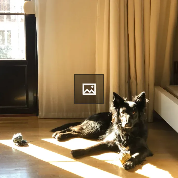 Black dog on sunlit floor