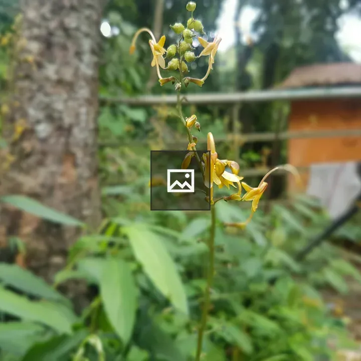Close-up Yellow Flower on Stem