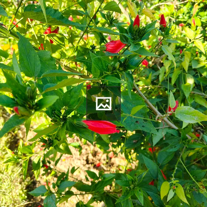 A cluster of green leaves with red flowers