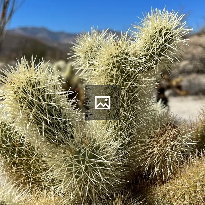 Teddy Bear Cactus in Joshua Tree