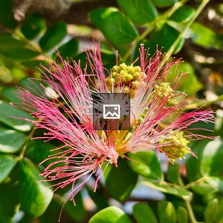 Samanea saman flower close-up
