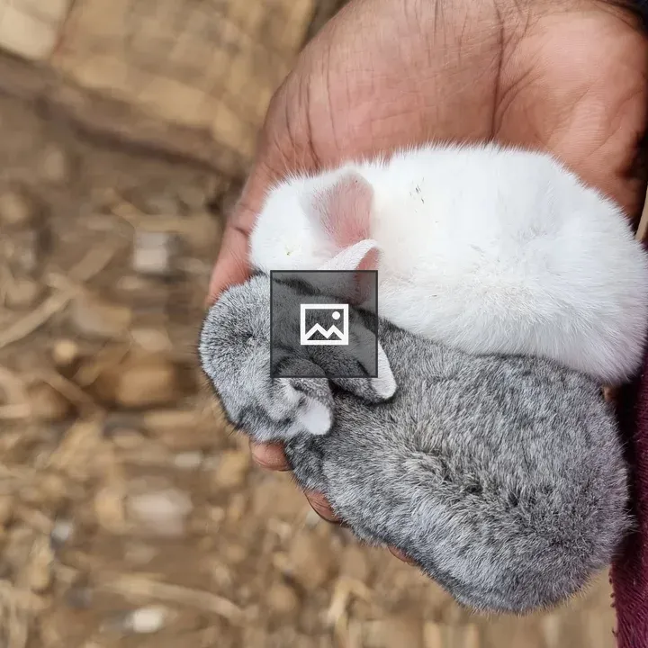Two baby bunnies in a hand