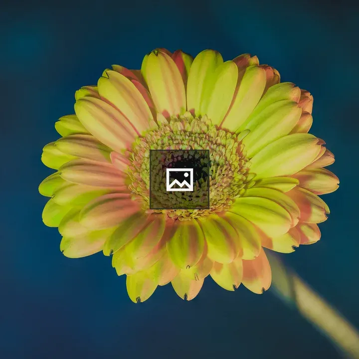 Gerbera flower close-up