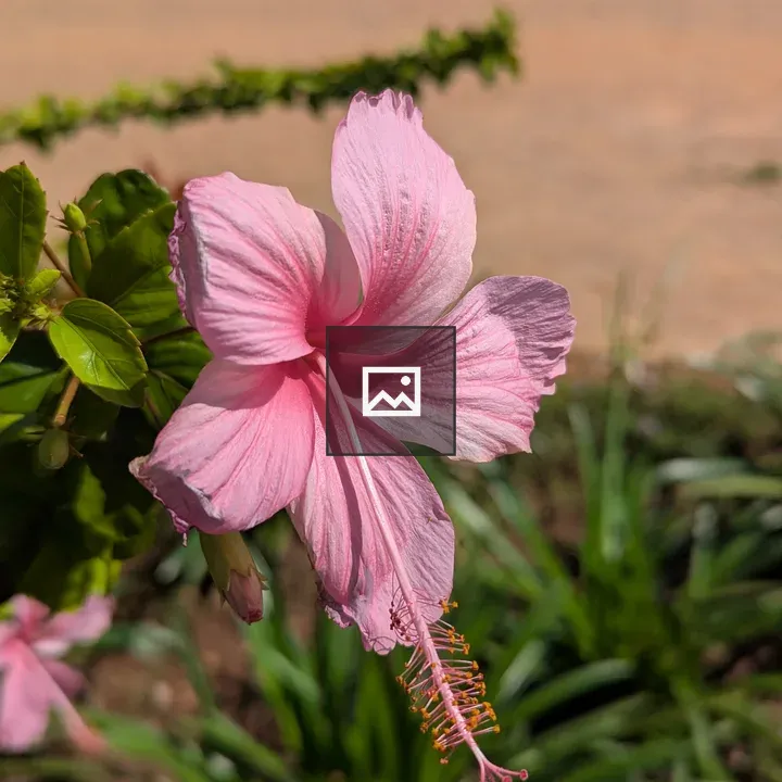 Pink hibiscus close-up