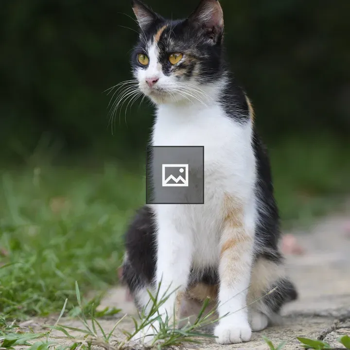 Sitting cat (black and white)