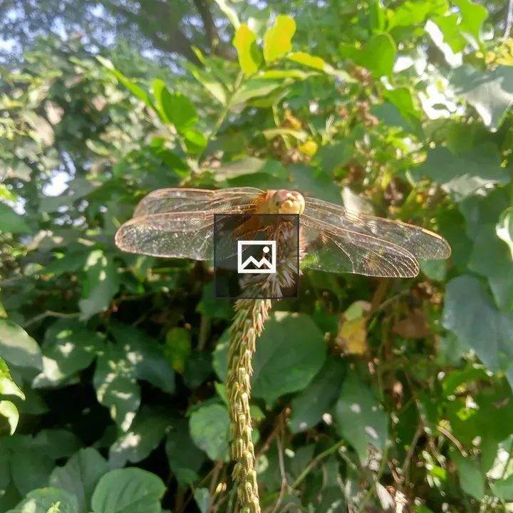Dragonfly on Green Plant Stem