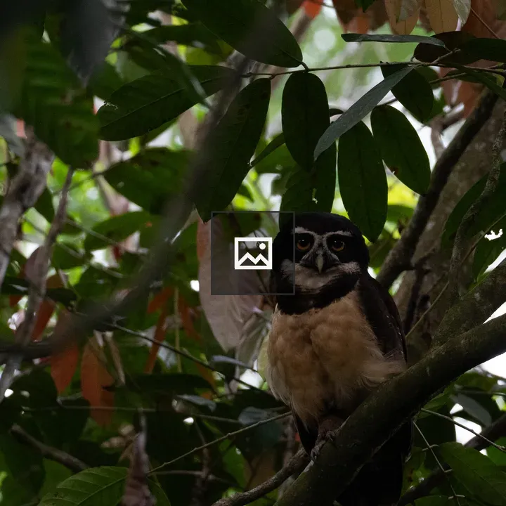 Dark-eyed owl on branch