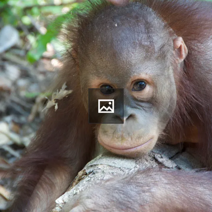 Orang-utan in Kota Kinabalu
