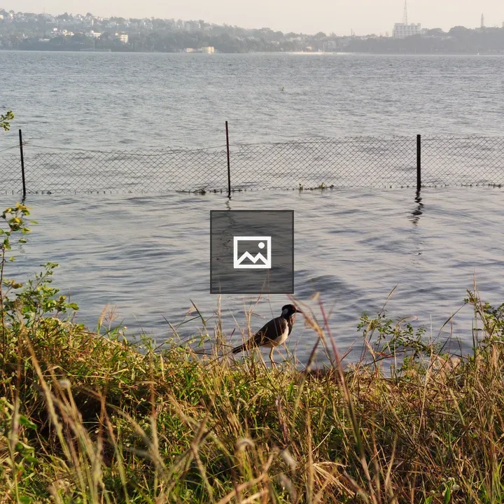 Bird Searching for Food at Dawn