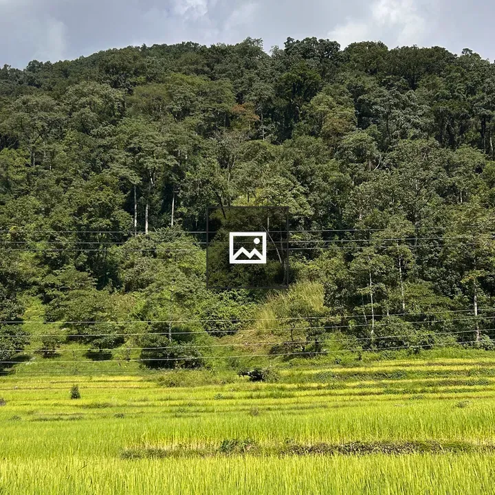 Rice fields and forest hill