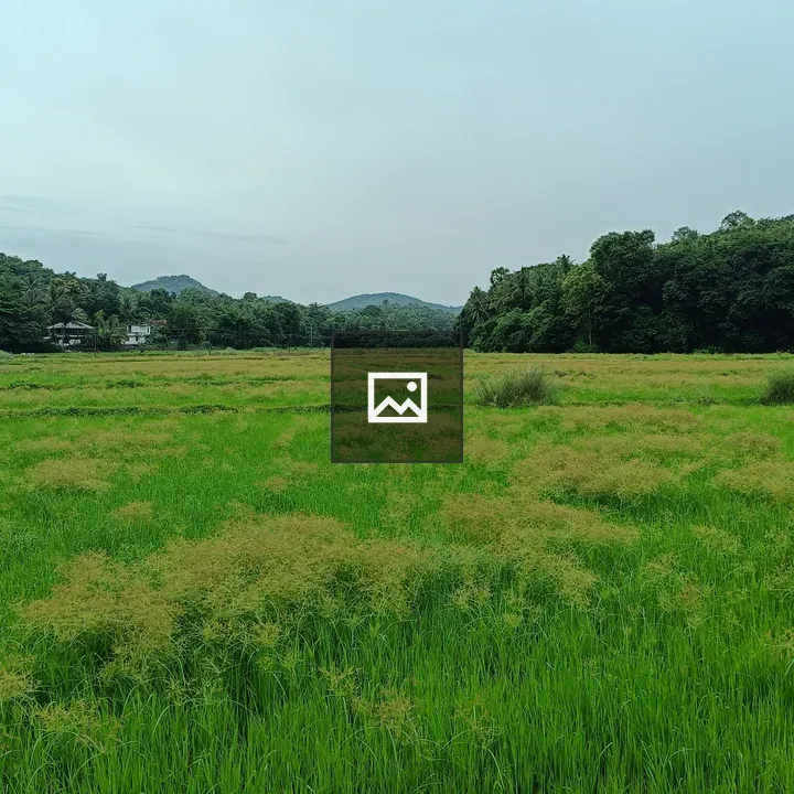 Paddy Field Landscape
