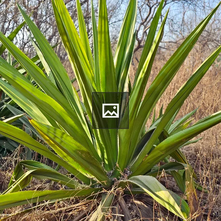 Furcraea foetida plant