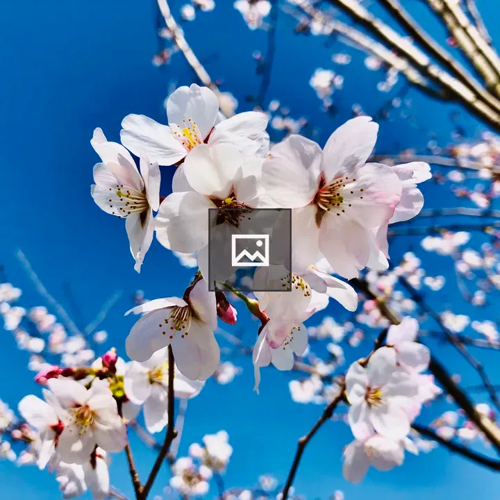 White flowers and blue sky