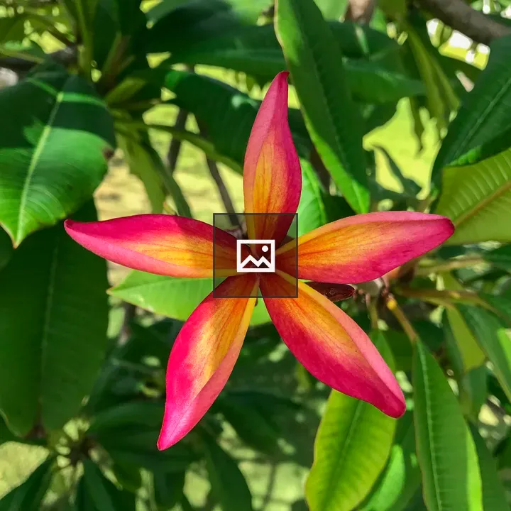 Pink and Yellow Plumeria