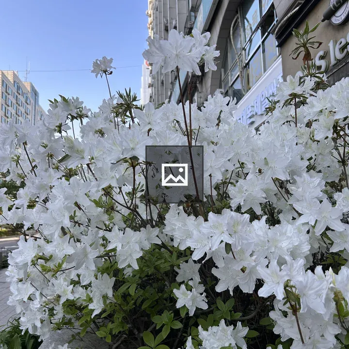 White azalea blossoms