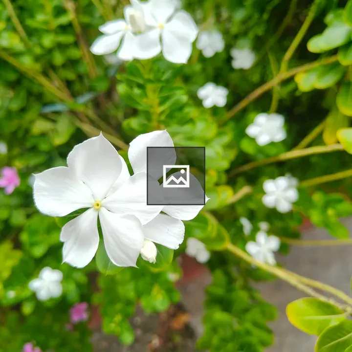 White flowers close-up
