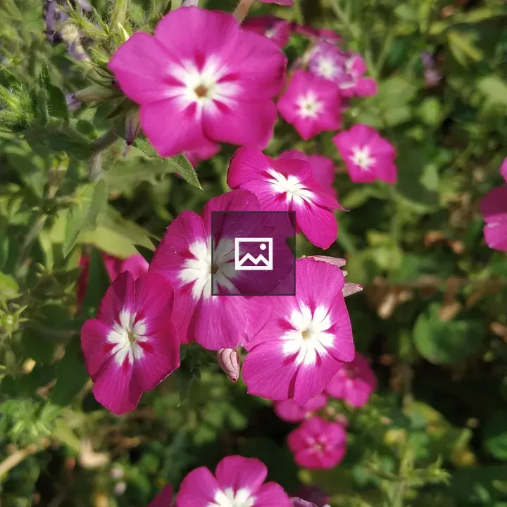 Flowers Natural Purple and White