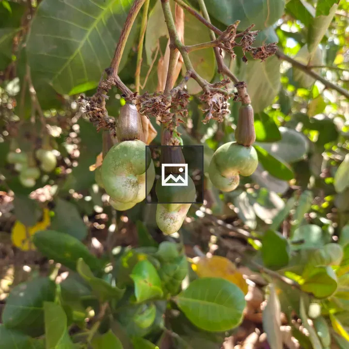 Immature cashew nuts on branch