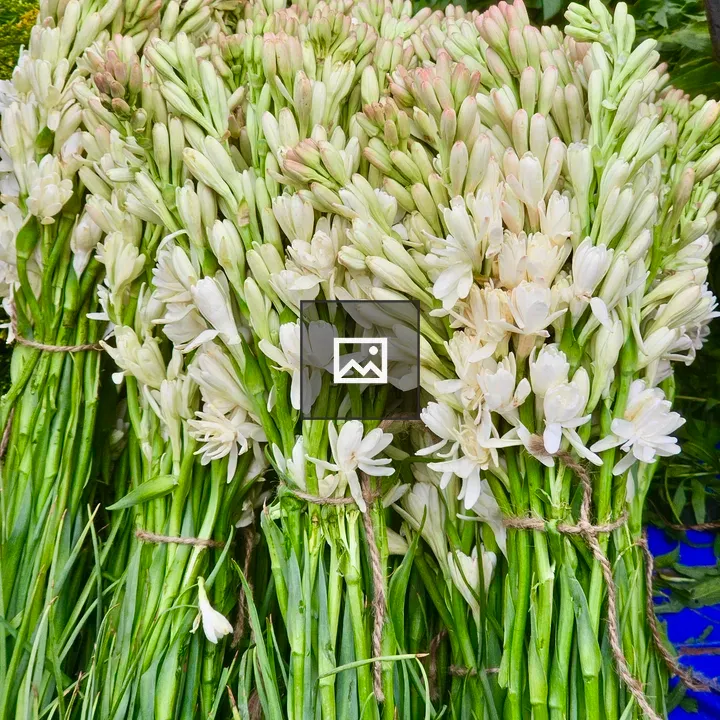 Bunch of Tuberose flower buds