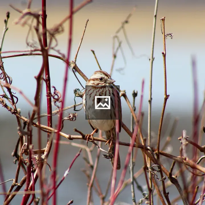 Song sparrow at Montezuma Wildlife Refuge