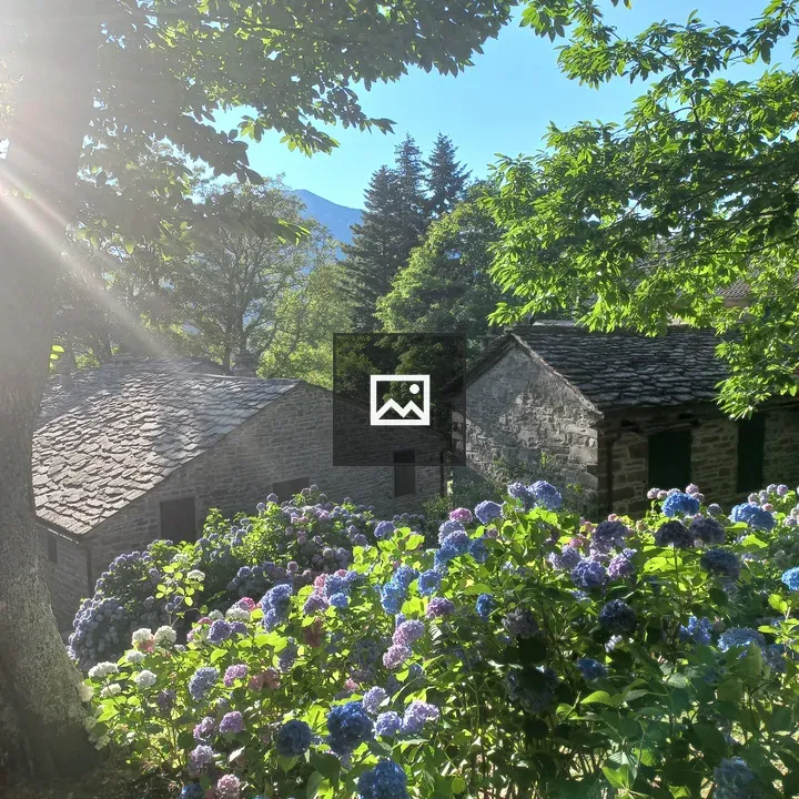 Hydrangea Garden in Italy