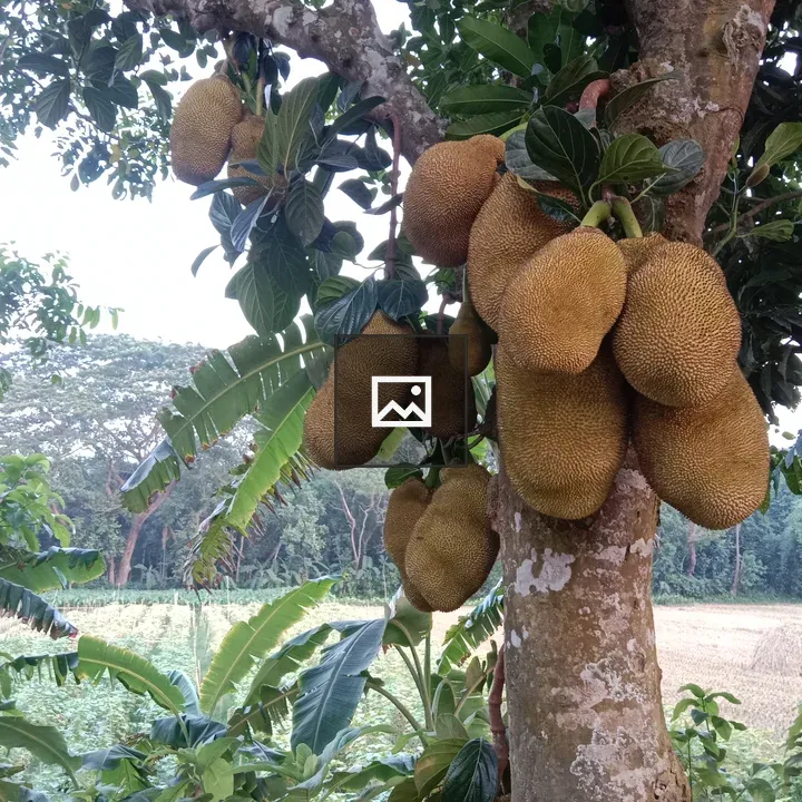 Jackfruit in Bangladesh landscape