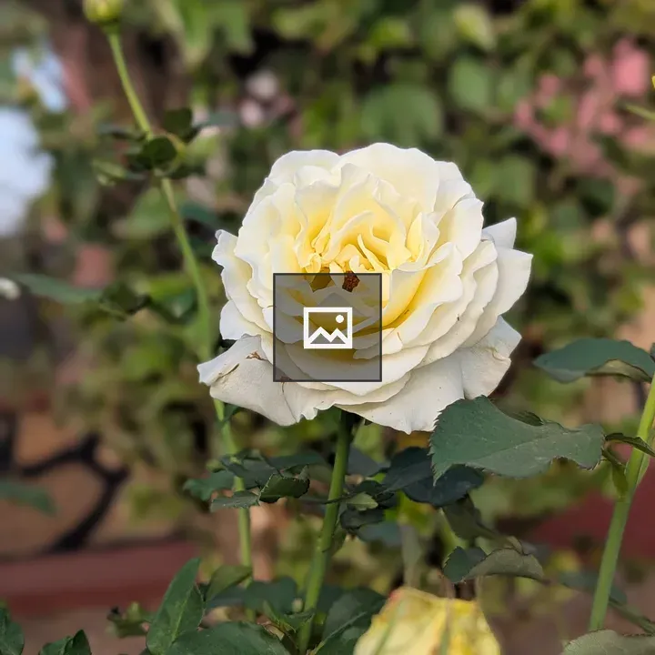 Yellow Rose Close-Up