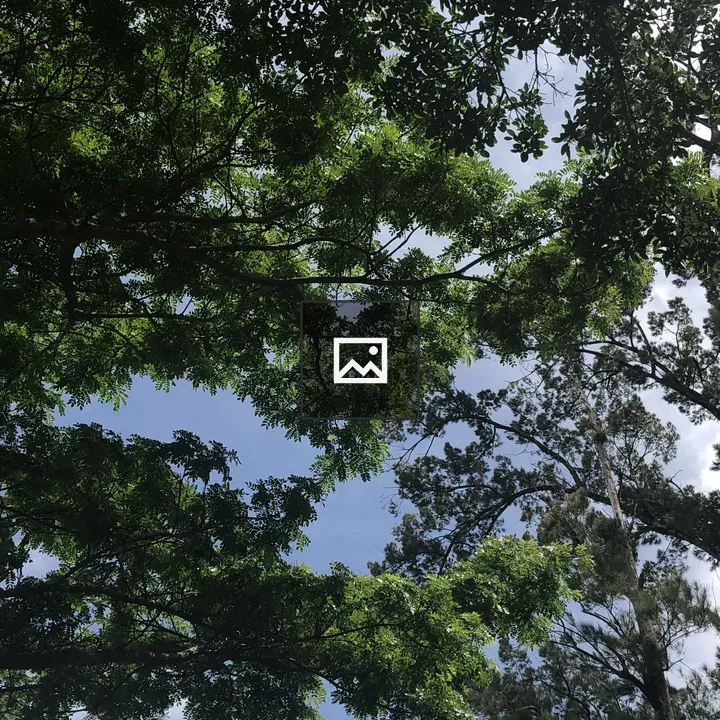 A view of green tree branches