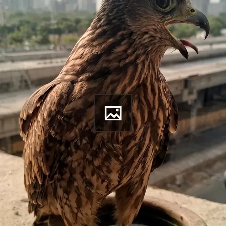 Brown hawk on clay water bowl