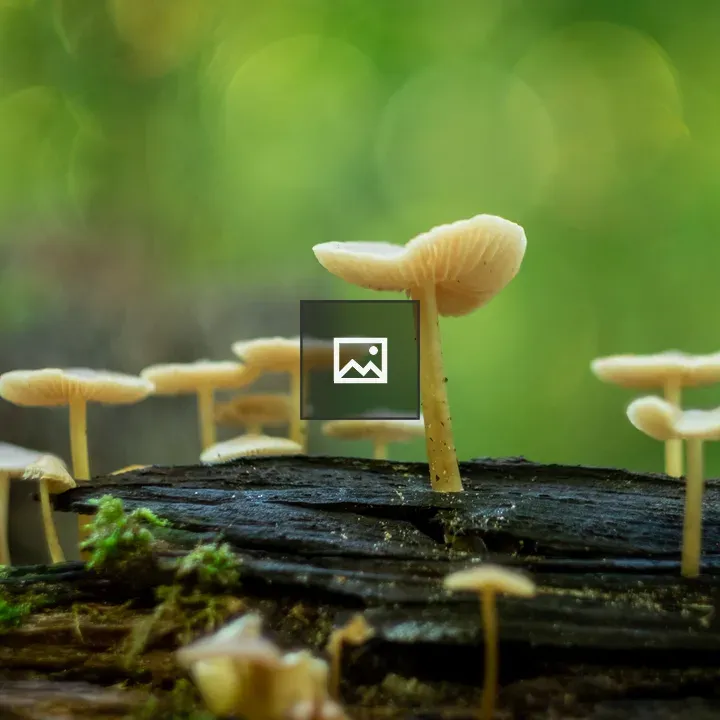 Mushrooms on a fallen tree