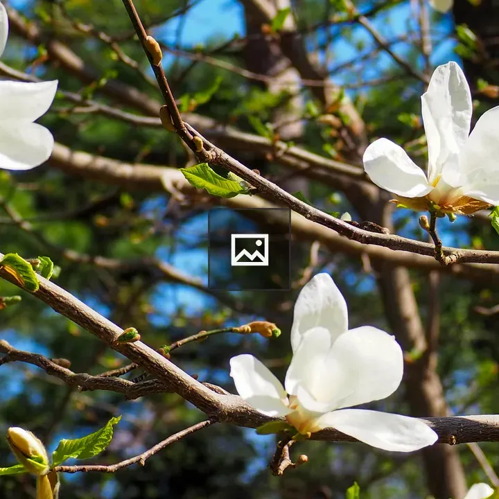 Magnolia blossoms on a branch