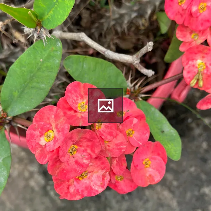 2-petaled red flowers