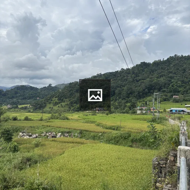 Rice fields under cloudy sky