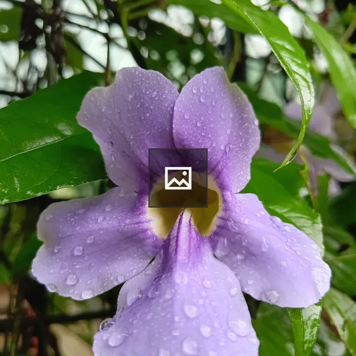 Raindrops on Bengal Clockvine Flower