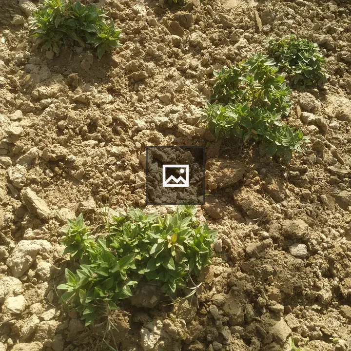 Weeds Growing in Dirt