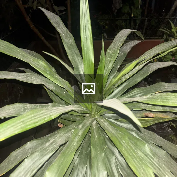 Green plant with long leaves