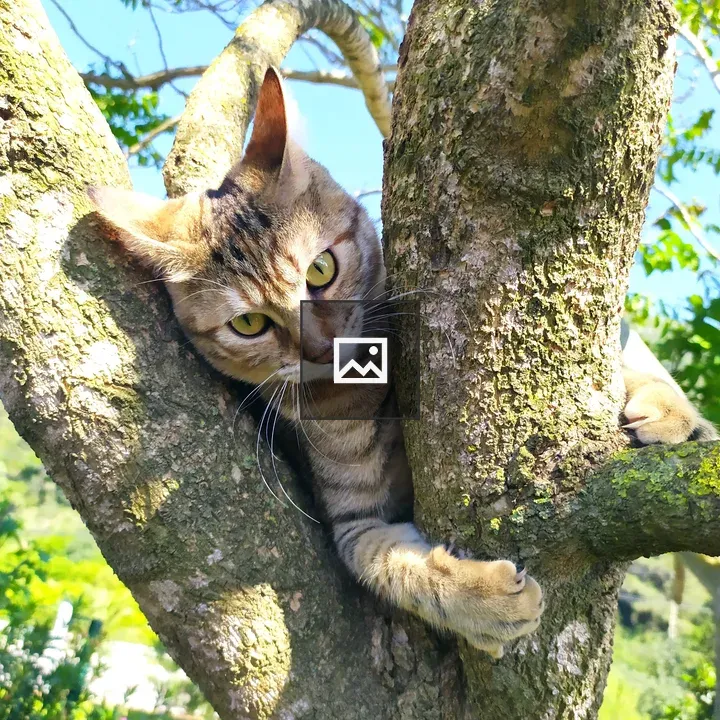 Ginger kitten in tree