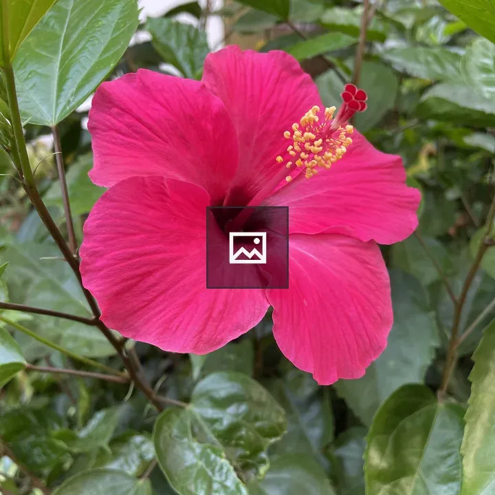 Hibiscus Flower in Pink