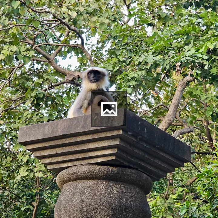 Langur with Baby on Pillar