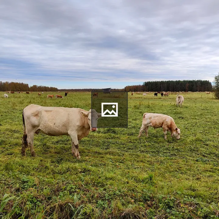 Cows in a tranquil landscape
