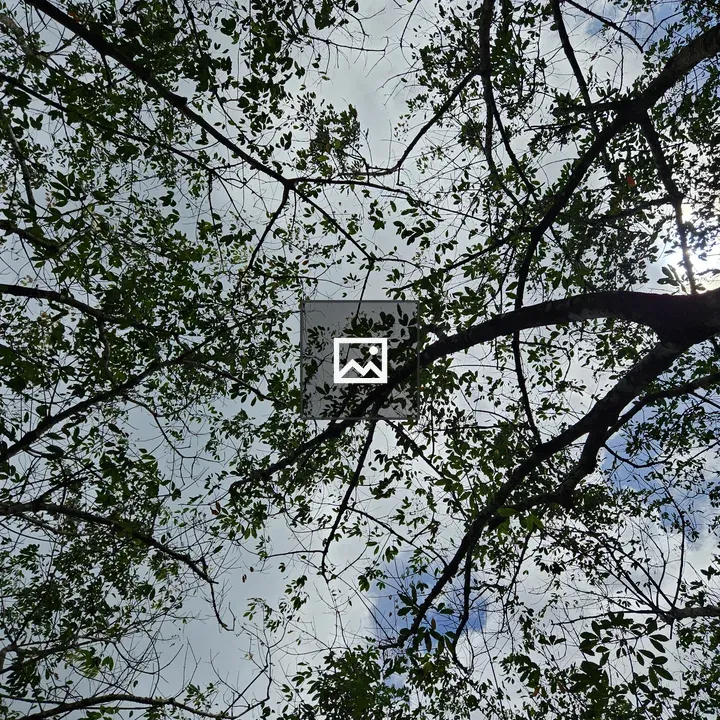 View Up Through Green Branches