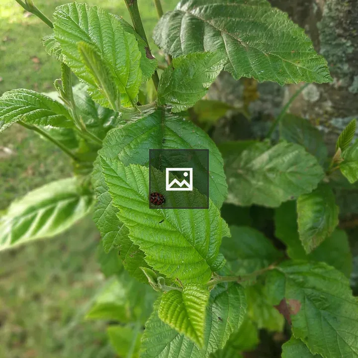 Ladybug on green leaf