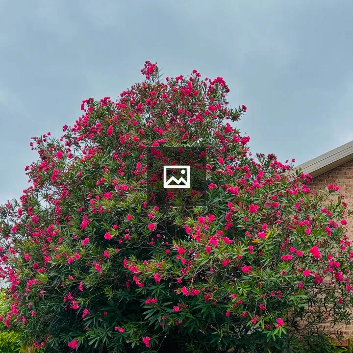Pink-flowered tree