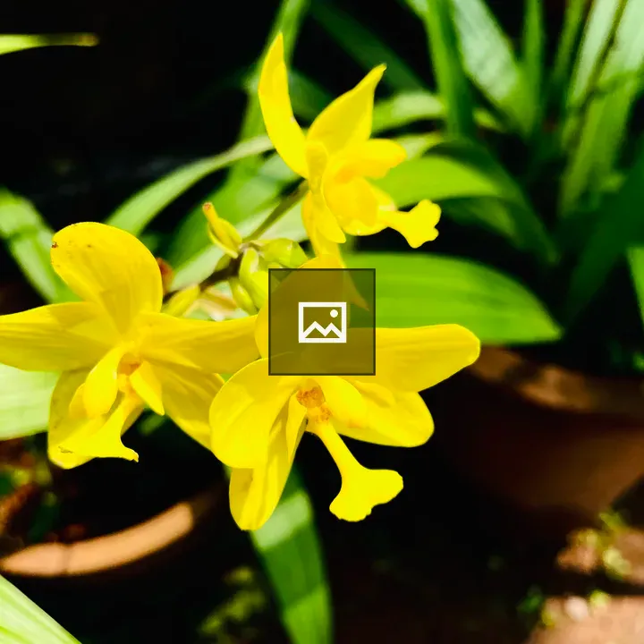 Yellow orchid in soil